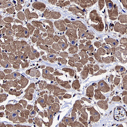 Vinculin Recombinant Rabbit mAb (S-5405)