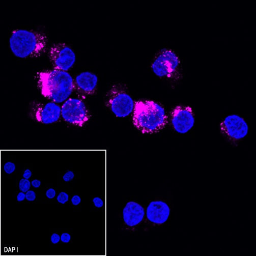 SSEA4 Recombinant Mouse mAb (Alexa Fluor® 647 Conjugate) (S-R541)