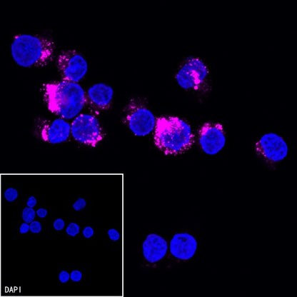 SSEA4 Recombinant Mouse mAb (Alexa Fluor® 647 Conjugate) (S-R541)