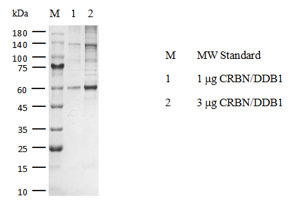 CRBN/DDB1 Protein, Mouse