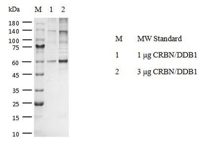 CRBN/DDB1 Protein, Mouse
