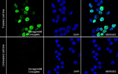 His tag Recombinant Rabbit mAb (Alexa Fluor® 488 Conjugate) (S-1398-151)