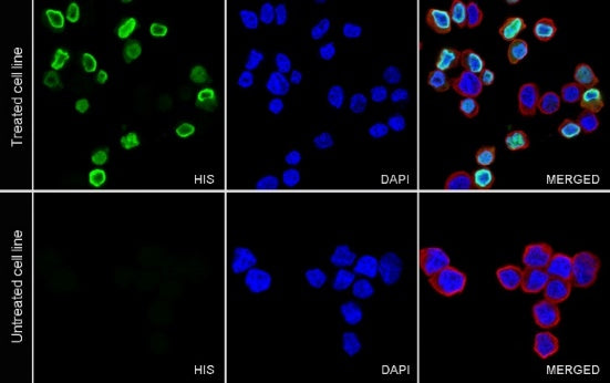 His tag Rabbit Polyclonal Antibody