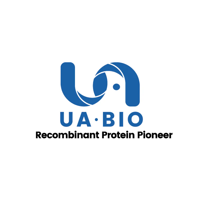 Biotinylated Nucleolin/NCL His&Avi Tag Protein, Human